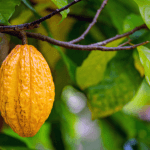 Alfredo Moreira Filho