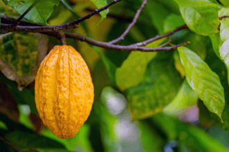 Alfredo Moreira Filho