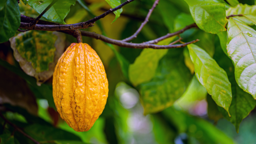 Alfredo Moreira Filho