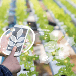 Parajara Moraes Alves Junior